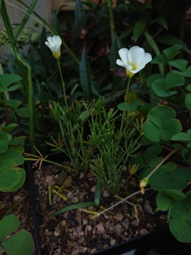 Bitter Sorrel (Oxalis cathara)