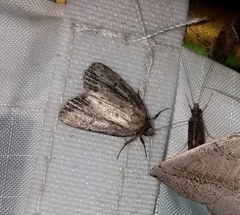 Photedes panatela