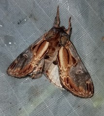 Notodonta scitipennis