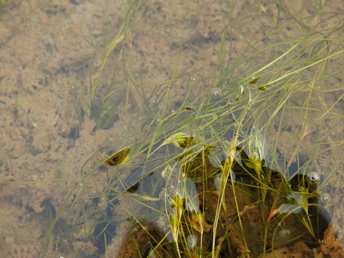 Althenia filiformis (Althenia filiformis)