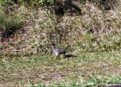 Francolinus francolinus