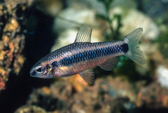 Ansorge's Characin photo 1