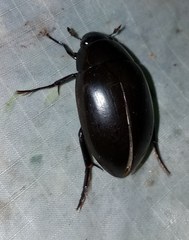 Hydrophilus ovatus