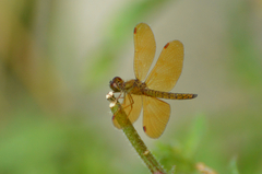Perithemis icteroptera