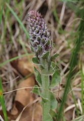 Veronica plantaginea