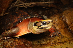Chinese Three-Striped Box Turtle photo 1