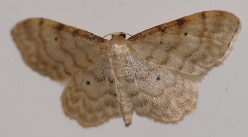 Idaea fuscovenosa