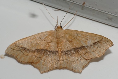 Scopula imitaria