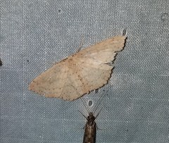 Cyclophora myrtaria