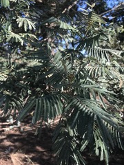 Acacia mearnsii