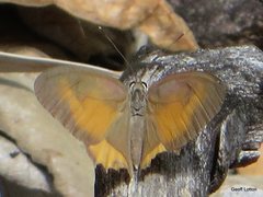 Hypocysta irius