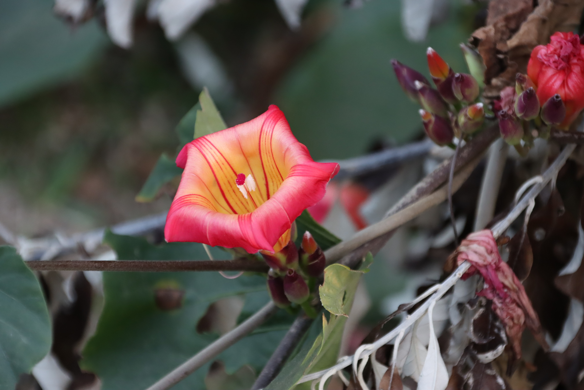 Hawaiian Bells (Stictocardia beraviensis)
