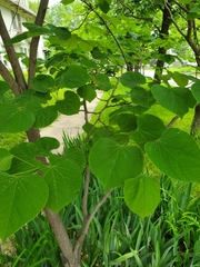 Cercis canadensis
