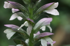 Acanthus mollis