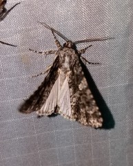 Acronicta afflicta