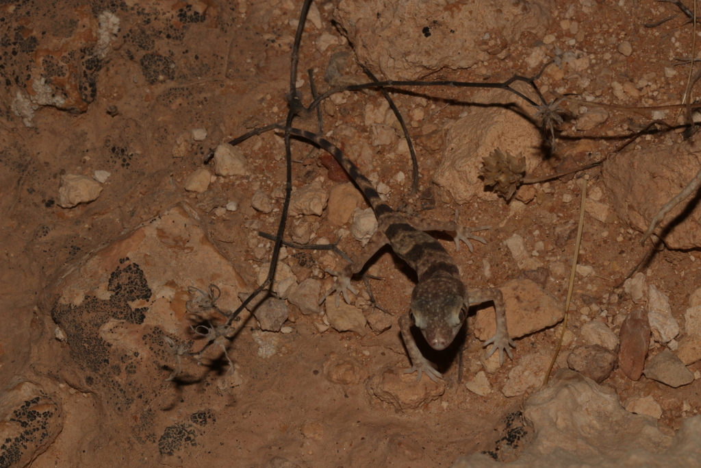 Jordan Short-fingered Gecko