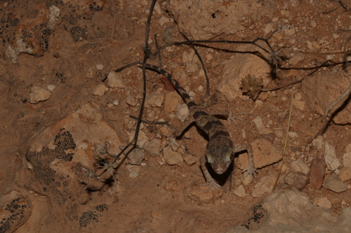Jordan Short-fingered Gecko, Stenodactylus grandiceps