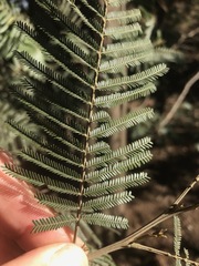Acacia mearnsii