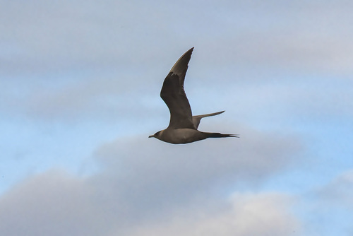 Págalo parásito (Stercorarius parasiticus)