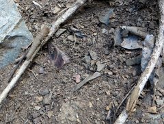 Cedarinia corallipes