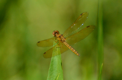 Perithemis icteroptera