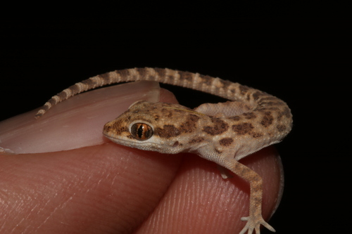 Arabian desert gecko, Bunopus tuberculatus