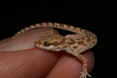 Baluch Ground Gecko photo 3