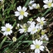 American Field Chickweed - Photo (c) Heidi Eaton, some rights reserved (CC BY-NC), uploaded by Heidi Eaton
