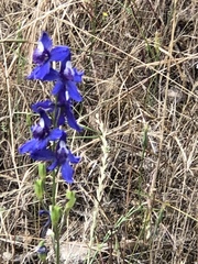 Delphinium hesperium