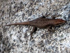 Liburnascincus mundivensis