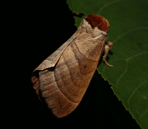 Walnut Caterpillar Moth photo 6