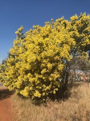 Acacia podalyriifolia