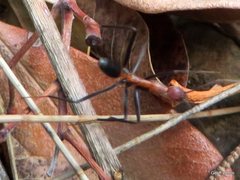 Leptomyrmex rufithorax