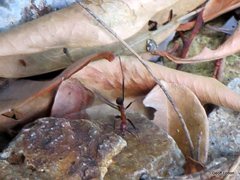 Leptomyrmex rufithorax