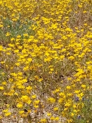 Pentachaeta aurea aurea