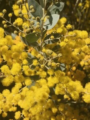 Acacia podalyriifolia