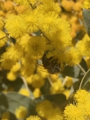 Acacia podalyriifolia