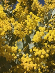 Acacia podalyriifolia