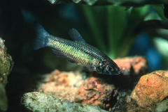Ansorge's Characin photo 3