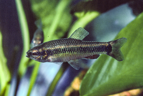 Ansorge's characin (Neolebias ansorgii) — Distichodontidae — 5