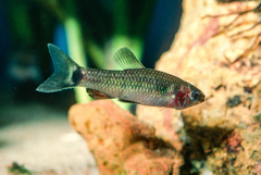 Ansorge's Characin photo 5