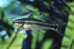Ansorge's Characin photo 4