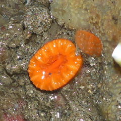 Balanophyllia elegans image