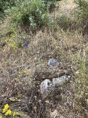 Delphinium hesperium