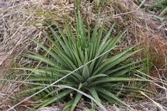 Puya trianae