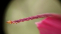 Digrammia ocellinata