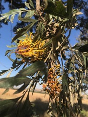 Grevillea robusta