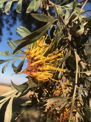 Grevillea robusta