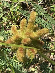 Mimosa hystricina