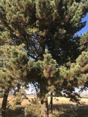 Pinus pinaster